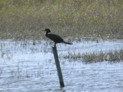Neotropic Cormorant