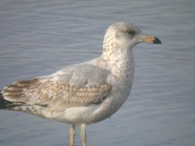 Ring-billed Gull