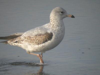 Ring-billed Gull