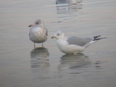 Ring-billed Gull