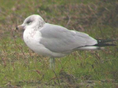 Ring-billed Gull