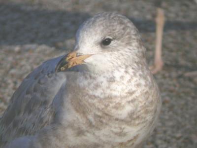 Ring-billed Gull