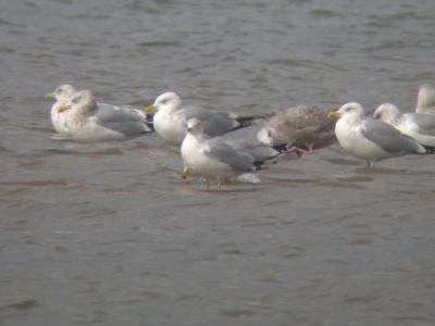 American Herring Gulls