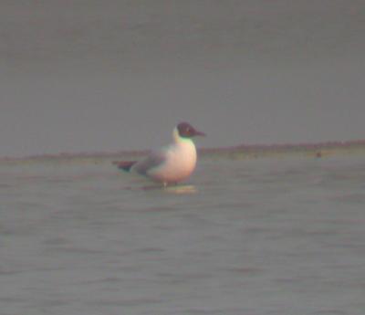 Black-headed Gull