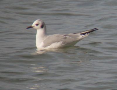 Bonaparte's Gull