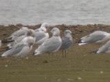 Laughing Gull