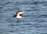 Common Loon