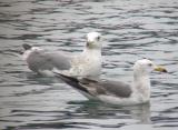 Vega & Black-tailed Gulls