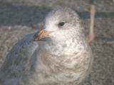 Ring-billed Gull