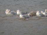 American Herring Gulls