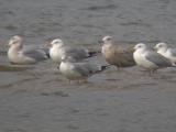 American Herring Gulls