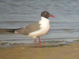 Laughing Gull