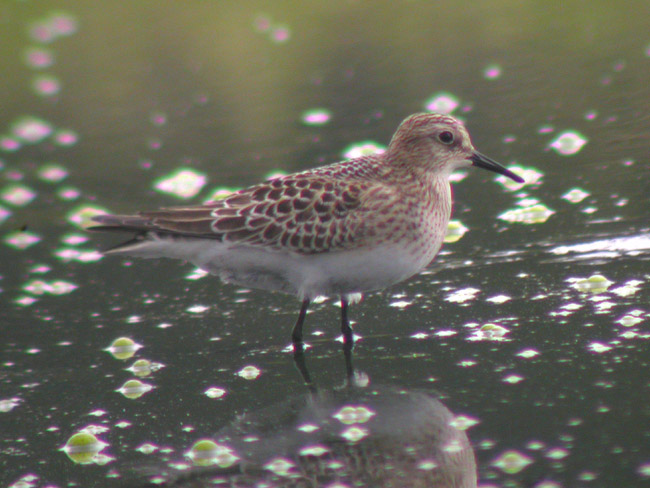 Bairds Sandpiper