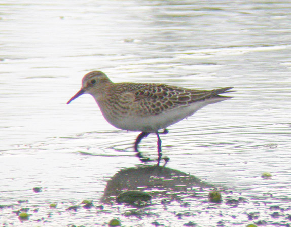 Bairds Sandpiper