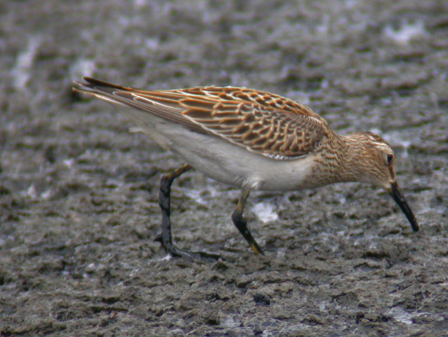Pectoral Sandpiper