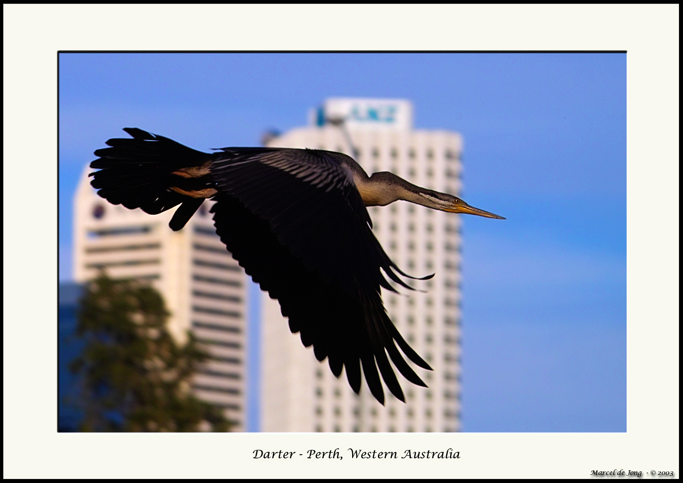 Bird in the Big City