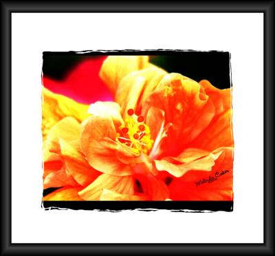 Hibiscus Wet Watercolor 72 00107.jpg