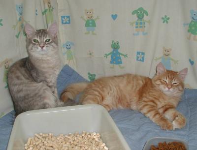 Blue and Riki in the show pen.