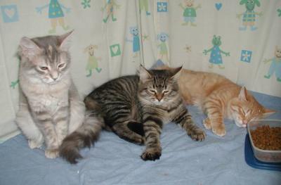 Blue, Hulda and Riki