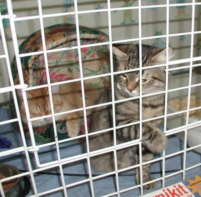 Hulda getting bored in the show pen.