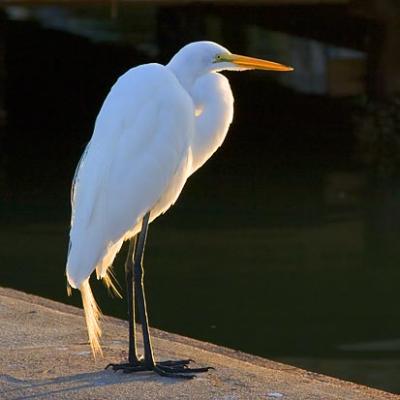 Egret on a Dock 4548