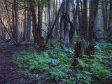 Deep in Stony Swamp Woods