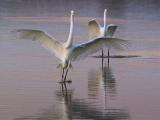 Egrets Landing 4501