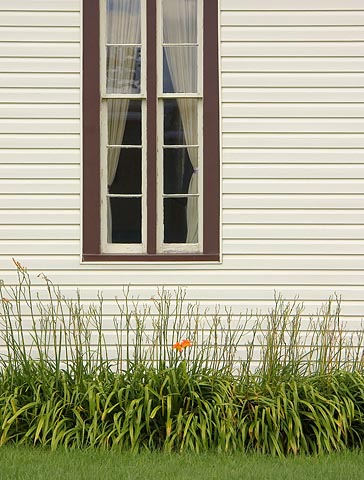 Two Day Lilies