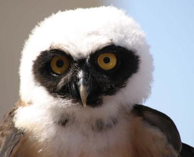 Owl