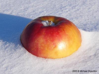 Frozen Apple