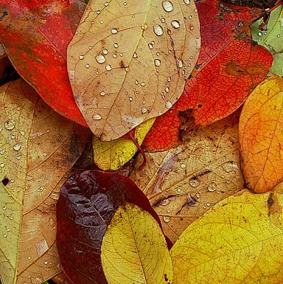 Wet Leaves