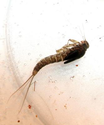 BWO nymph