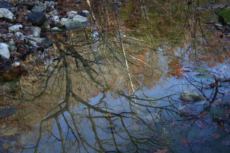 Tree Reflected.jpg