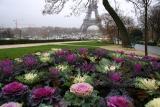 Paris Cabbage Patch.jpg