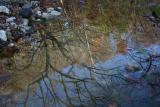 Tree Reflected.jpg