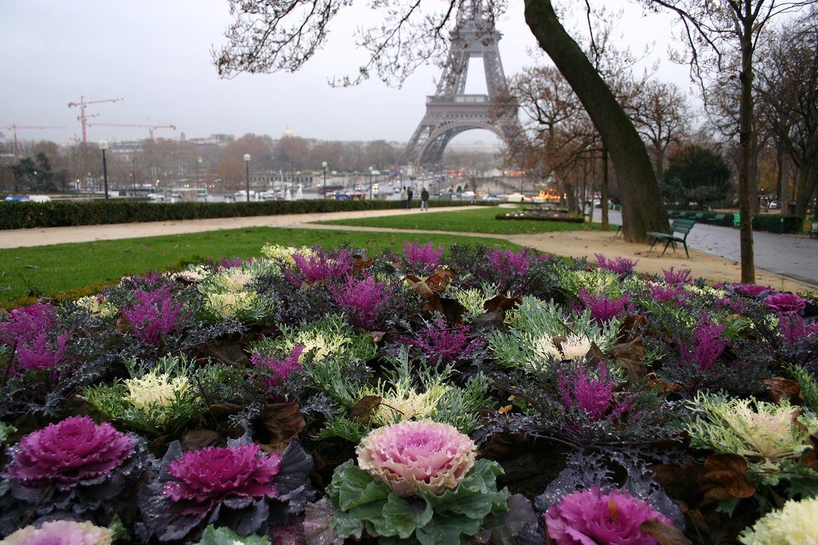 Paris Cabbage Patch.jpg