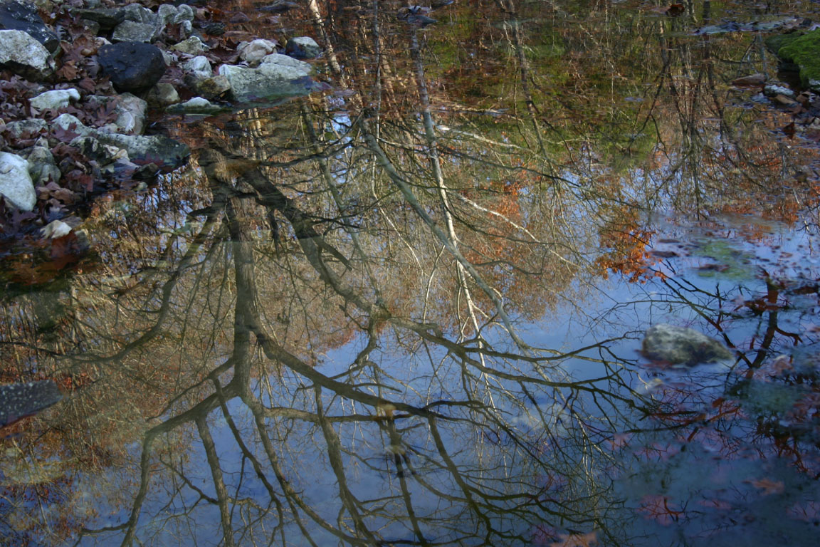 Tree Reflected.jpg