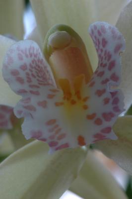 Orchid close up