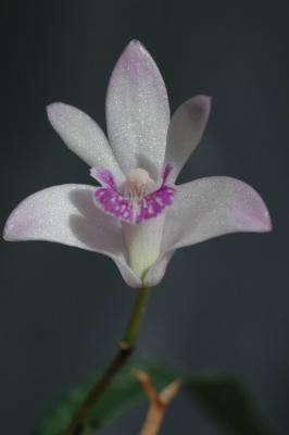 Dendrobium kingianum orchid.