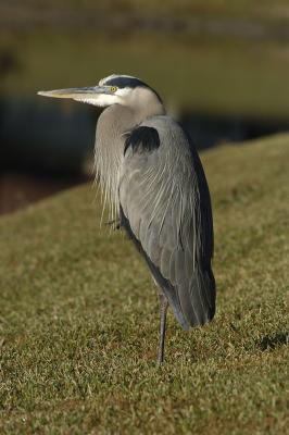 great-blue-heron-12-28-03.jpg