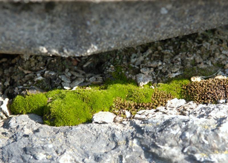DSC_3162.jpg