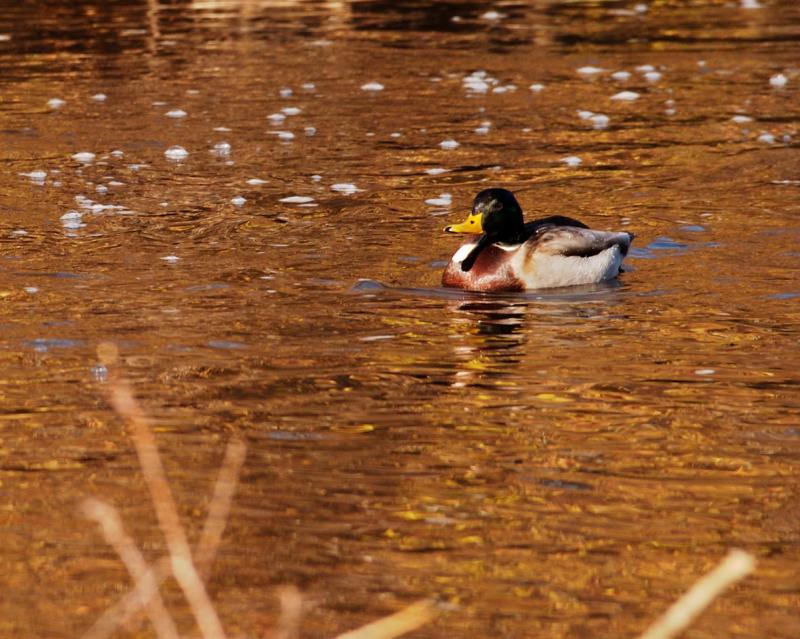 DSC_3186.jpg