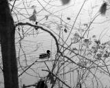 DSC_3167_BW.jpg