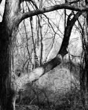 DSC_3196_BW.jpg