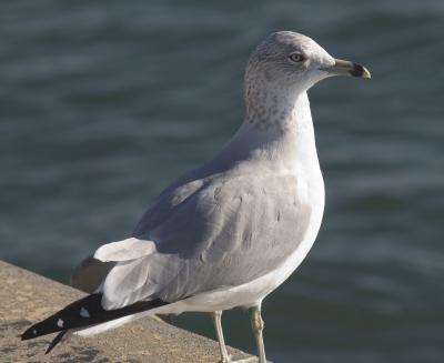 Seagull Harbour Front DSC_5312.jpg