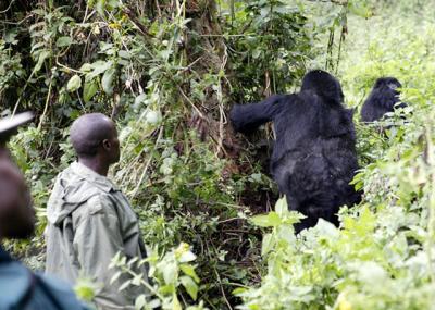 Gorillas and guides