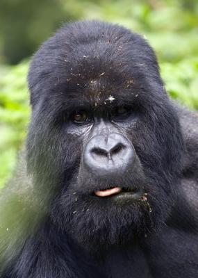Silverback with tongue