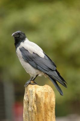 Siva vrana (Corvus Corone Cornix)