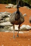 135mm_Emu.jpg