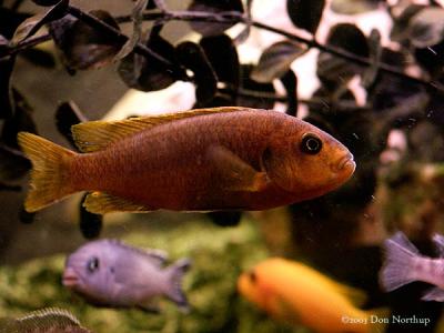 6374-rusty-cichlid.jpg